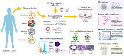 Motor neuron-derived induced pluripotent stem cells as a drug screening platform for amyotrophic lateral sclerosis